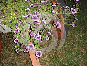 Petunia Ãâ atkinsiana in bloom photo